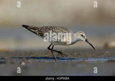 Brachvogel Strandläufer Calidris Ferruginea juvenile Vögel im Herbst Gefieder Stockfoto