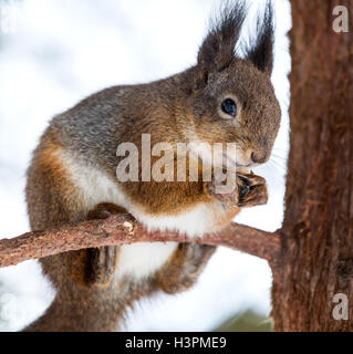 Eichhörnchen Essen Sonnenblumenkerne auf Ast Stockfoto