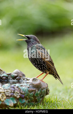 Gemeinsamen Starling Sturnus Vulgaris thront auf eine dekorative Vogeltränke geräuschvoll aufrufen Stockfoto