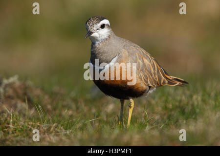 Eurasische Mornell Charadrius Morinellus weiblich Stockfoto