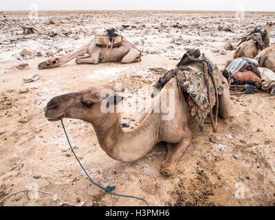 Dromedar Kamele Amoli Salz Platten quer durch die Wüste in der Danakil-Senke in der Afar-Region, Äthiopien transport eingesetzt. Stockfoto