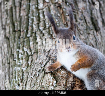 Graue Eichhörnchen auf Baumstamm sitzend Stockfoto