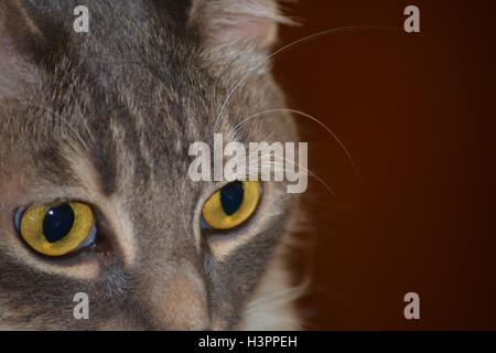 Nahaufnahme von schöne Katze mit gelben Augen, Bart, graue Haare, konzentriert, intensiv mit Blick auf Beute Stockfoto