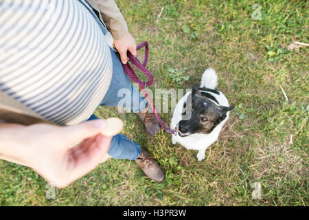 Nicht erkennbare schwangere Frau mit Hund im sonnigen grün Stockfoto