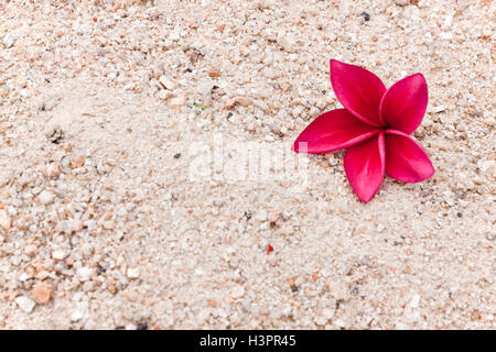 Rot Plumeria auf den Sand, Frangipani tropischen Blumen. Plumeria Acuminata Aiton oder West Indian Red Jasmine. Stockfoto