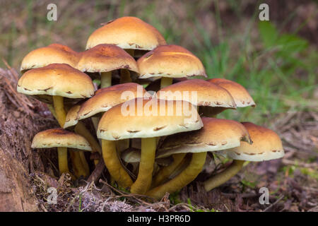 Gruppieren Sie braune Pilze im Herbst Wald Stockfoto