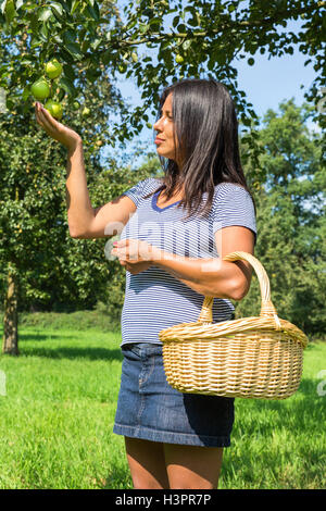 Junge Frau im Obstgarten mit Birnen und Korb Stockfoto