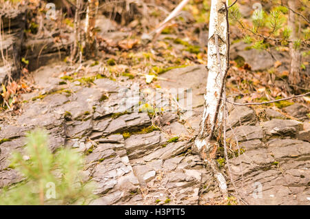 starke Birkenbaum wächst durch Argilite Felsen Stockfoto