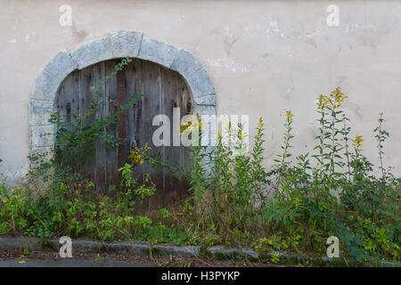 Eingang zum alten Weinkeller, nicht für eine lange Zeit verwendet. Hohe Pflanzen direkt vor der Tür. Stockfoto
