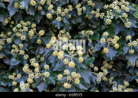 Gemeinsamen Efeu (Hedera Helix) in Ain Abteilung in Ostfrankreich, Divonne-Les-Bains, Blume, Nahaufnahme Stockfoto