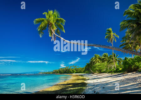 Tropischer Strand auf der Südseite der Samoa-Insel mit vielen Palmen Stockfoto