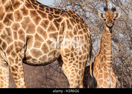 Niedliche kleine Giraffe Cub hinter seiner Mutter in der trockenen Savanne. Kruger National Park, Südafrika Stockfoto