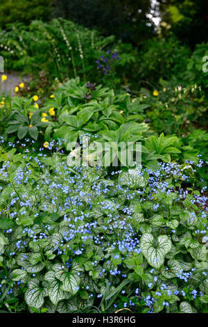 Brunnera Macrophylla Jack Frost sibirischen Bugloss Syn Myosotis Macrophylla bunte Laub Blätter Blau Blumen Floral RM Stockfoto