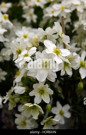 Clematis X cartmanii Lawine weiße Blumen Blume Blüte immergrüner Kletterer Bergsteiger Kletterpflanze RM Floral Stockfoto