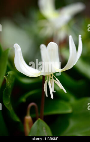 Erythronium Californicum weiße Pracht Fawn Lily Dogstooth violett weiß Frühlingsblumen blühen Büschel Farben Farben Hunde Zahn Stockfoto