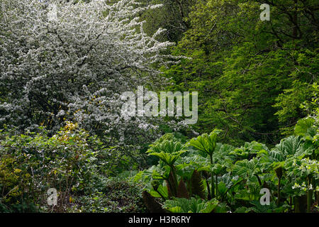 Gunnera Tinctoria Weißdorn weiße Blumen Blüte Baum Altamont Gärten Frühling Carlow RM Floral Stockfoto