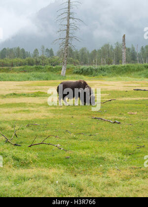 Ein Moschusochse weidet auf dem Rasen an der Alaska Wildlife Conservation Center in der Nähe von Girdwood, Alaska. Stockfoto