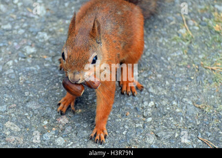 Gierige Eichhörnchen mit zwei Eicheln in den Mund. Stockfoto