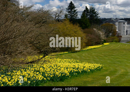Frühling Display Narzissen Magnolie Bäume Blume Blumen Blüte Mount Congreve Gardens Waterford Irland RM Floral Stockfoto