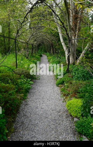 Draht-Rahmen Pergola Tunnel Frühjahr Glyzinien Rahmen neues Wachstum Altamont Gärten Carlow RM Floral Stockfoto