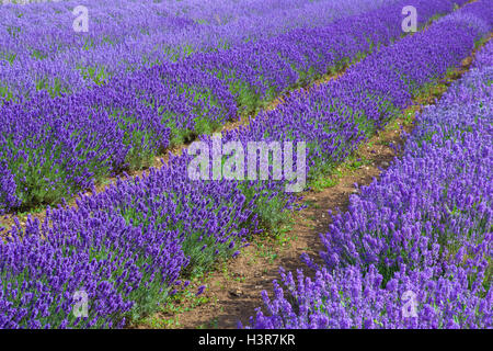 Lavendel-Felder in Heacham Lavander Farm, Großbritannien. Es bleibt Englands premier Lavendelfarm. Stockfoto