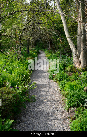 Draht-Rahmen Pergola Tunnel Frühjahr Glyzinien Rahmen neues Wachstum Altamont Gärten Carlow RM Floral Stockfoto