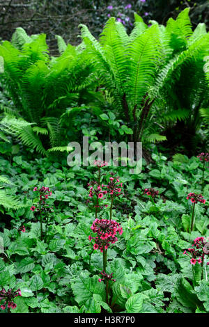 Primula Japonica Millers crimson Matteuccia Struthiopteris japanische Primel Federball Farn Schatten schattige gemischte Pflanzung Schema Stockfoto