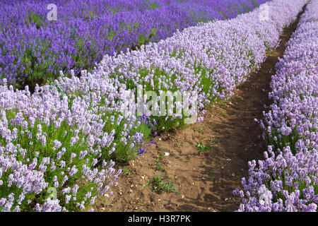 Lavendel-Felder in Heacham Lavander Farm, Großbritannien. Es bleibt Englands premier Lavendelfarm. Stockfoto