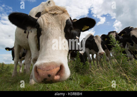 Niedrigen Winkel Nahaufnahme einer Herde von Milchkühen in einem walisischen Feld. Stockfoto