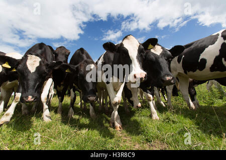 Niedrigen Winkel Ansicht einer Herde von Milchkühen in einem walisischen Feld. Stockfoto