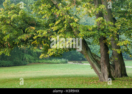 Herbstmorgen im Park Poludniowy (South Park), Wroclaw/Breslau, Schlesien, Polen. Stockfoto