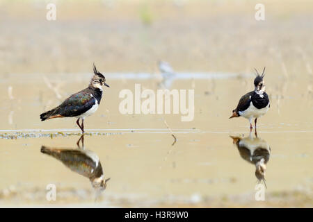 Auf Flachwasser Manytsch See reflektiert zwei nördlichen Kiebitze (Vanellus Vanellus). Kalmückien, Russland Stockfoto