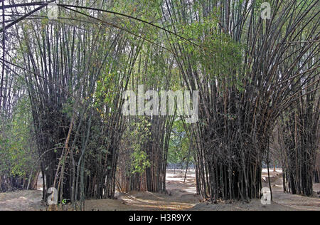 Cluster von Bambus-Pflanzen im tropischen Regenwald in Indien Stockfoto