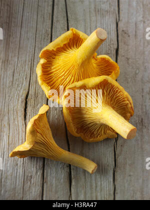 Frisch gepflückt, wilde Bio Pfifferlinge oder Girolle Pilze (Eierschwämmen Cibarius) Stockfoto