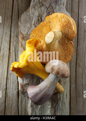 Frisch gepflückt Wiild Pfifferlinge oder Girolle (Eierschwämmen Cibarius), Pied de Mouton Pilze (Hydnum Repandum) oder Igel mushr Stockfoto