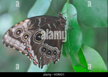 Granada Morpho Schmetterling ruht auf einem Blatt Stockfoto