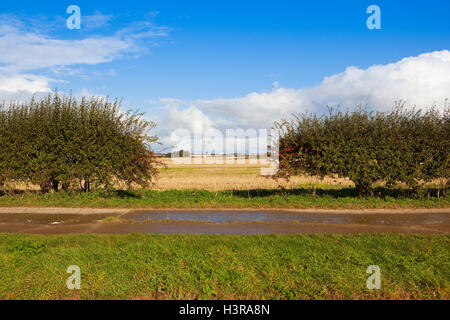 Herbst Stoppelfeldern durch eine Weißdorn Hecke mit roten Beeren von einem konkreten Feldweg mit Grünstreifen angesehen. Stockfoto