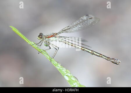 Emerald Damselfly, auch bekannt als gemeinsame Spreadwing bedeckt im Morgentau Stockfoto