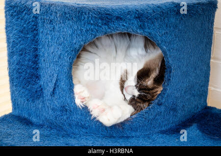 Ragdpll Katze schläft in einem Haustier-Höhle auf eine Kletter wegretuschiert drinnen Stockfoto