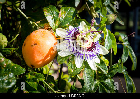 Passionsfrucht und Blume auf eine Kletterpflanze Stockfoto