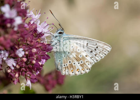 Chalkhill Blue Butterfly (Polyommatus Coridon) Fütterung auf wilden Majoran Blumen Stockfoto