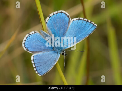 Männliche Adonis Blue Butterfly (Polyommatus / Lysandra Bellargus) Stockfoto