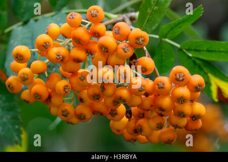Nahaufnahme von orange Rowan Tree Beeren oder Früchten Stockfoto