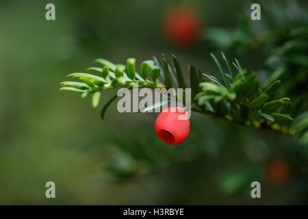 Nahaufnahme der Eibe (Taxus Baccata) Beeren Stockfoto