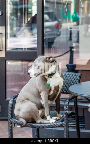 Grey und White Bull Terrier sitzen im Stuhl auf Bürgersteig vor Laden Stockfoto