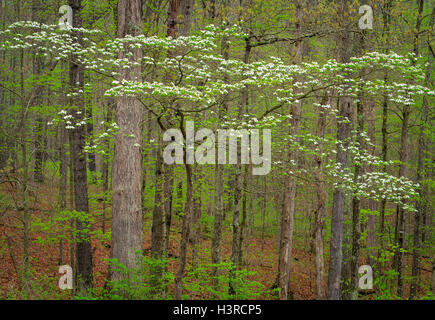 Brown County, Indiana: blühende Hartriegel (Cornus Florida) in Hartholz Frühlingswald, Brown County State Park Stockfoto