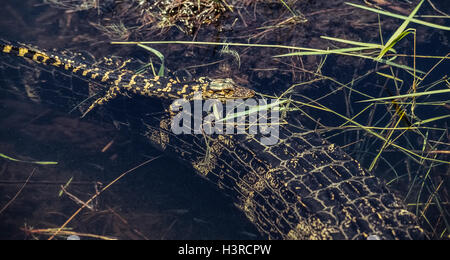 Ein neugeborenes Baby amerikanischer Alligator fängt eine Fahrt auf dem Unterwasser Tail seiner Mutter im Everglades Nationalpark in Florida, USA. Baby Alligatoren werden als Jungtiere und bleiben mit ihren Müttern für die ersten ein bis drei Jahre des Lebens. Sie wachsen etwa sechs Fuß (l.8 Meter) lange durch die Zeit, die sie ausgewachsen. Im Zustand von Florida, mit weniger als 200.000 Heimat Everglades leben schätzungsweise Some1.3 Millionen Alligatoren. Stockfoto