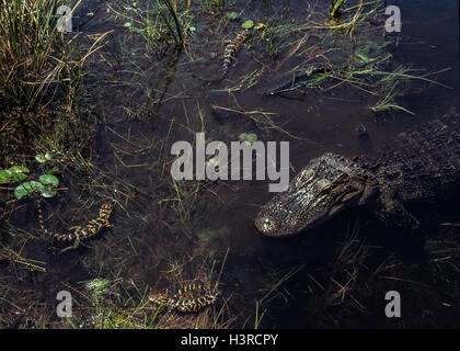 Drei Neugeborenen amerikanischen Alligatoren bleiben in der Nähe ihrer Mutter im Everglades Nationalpark in Florida, USA. Baby Alligatoren werden als Jungtiere und bleiben mit ihren Müttern für die ersten ein bis drei Jahre des Lebens. Sie wachsen etwa sechs Fuß (l.8 Meter) lange durch die Zeit, die sie ausgewachsen. Stockfoto