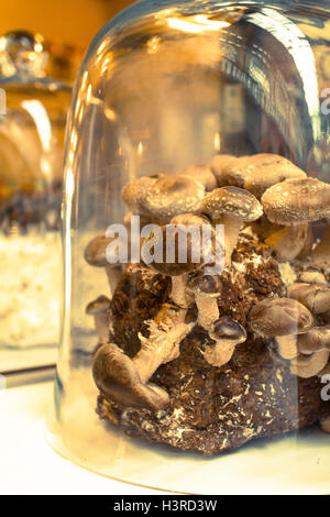 Bio Pilze Pflanzen, im Glasglocke angezeigt Stockfoto