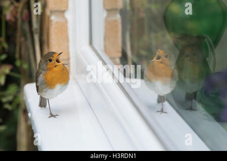 Erithacus Rubecula. Robin stehen auf einem Bein auf einem Fenster Felsvorsprung Gesang, sein Spiegelbild zu betrachten. UK Stockfoto